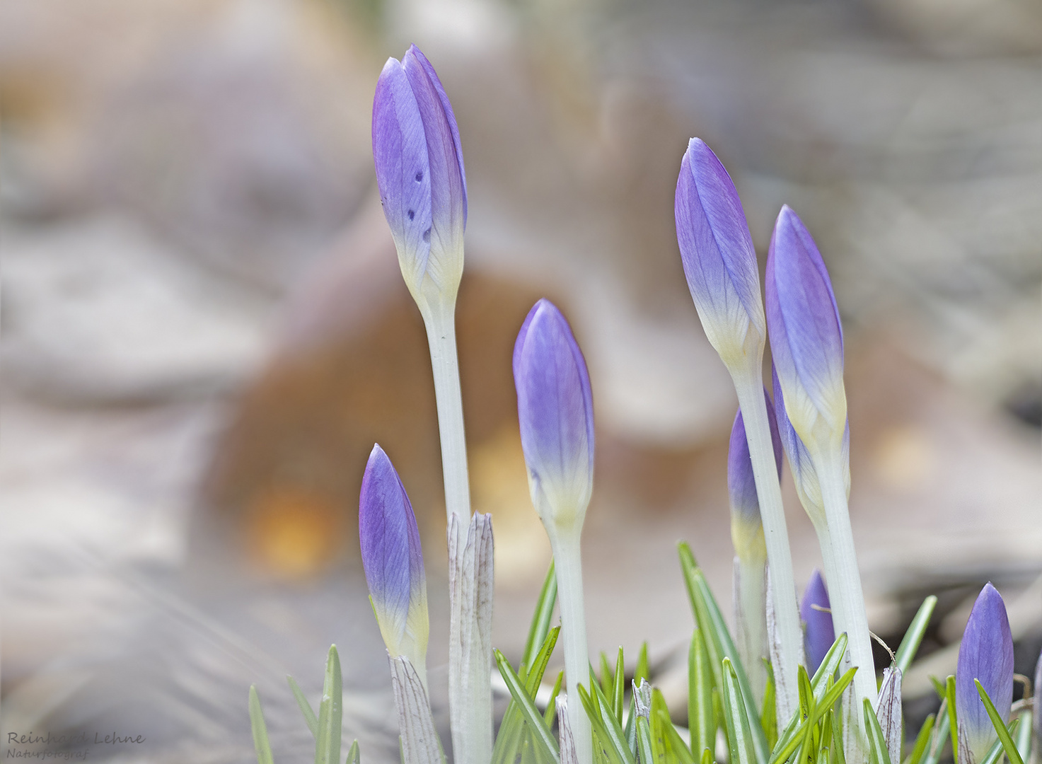 Frühlingsboten in unserem Garten 