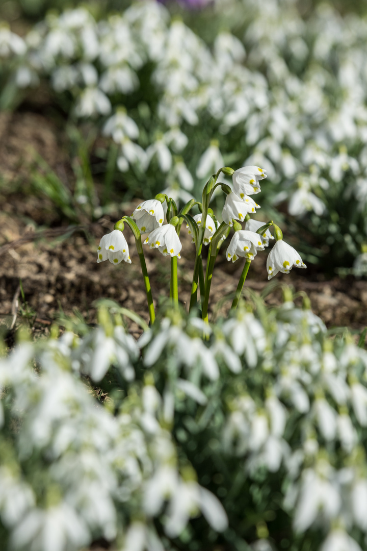 Frühlingsboten in weiß: schlicht schön