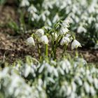 Frühlingsboten in weiß: schlicht schön