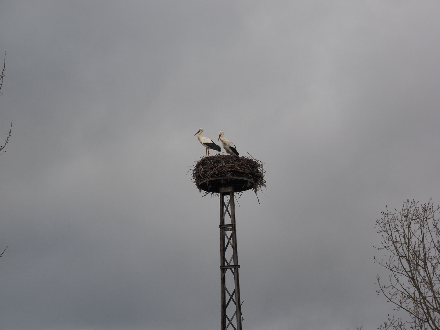 Frühlingsboten in Weiterstadt