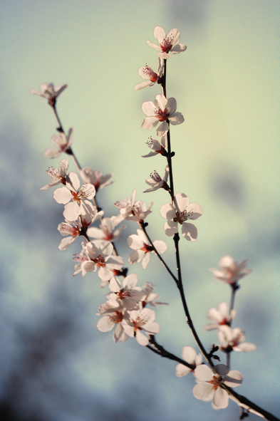 Frühlingsboten – Kirschblüten