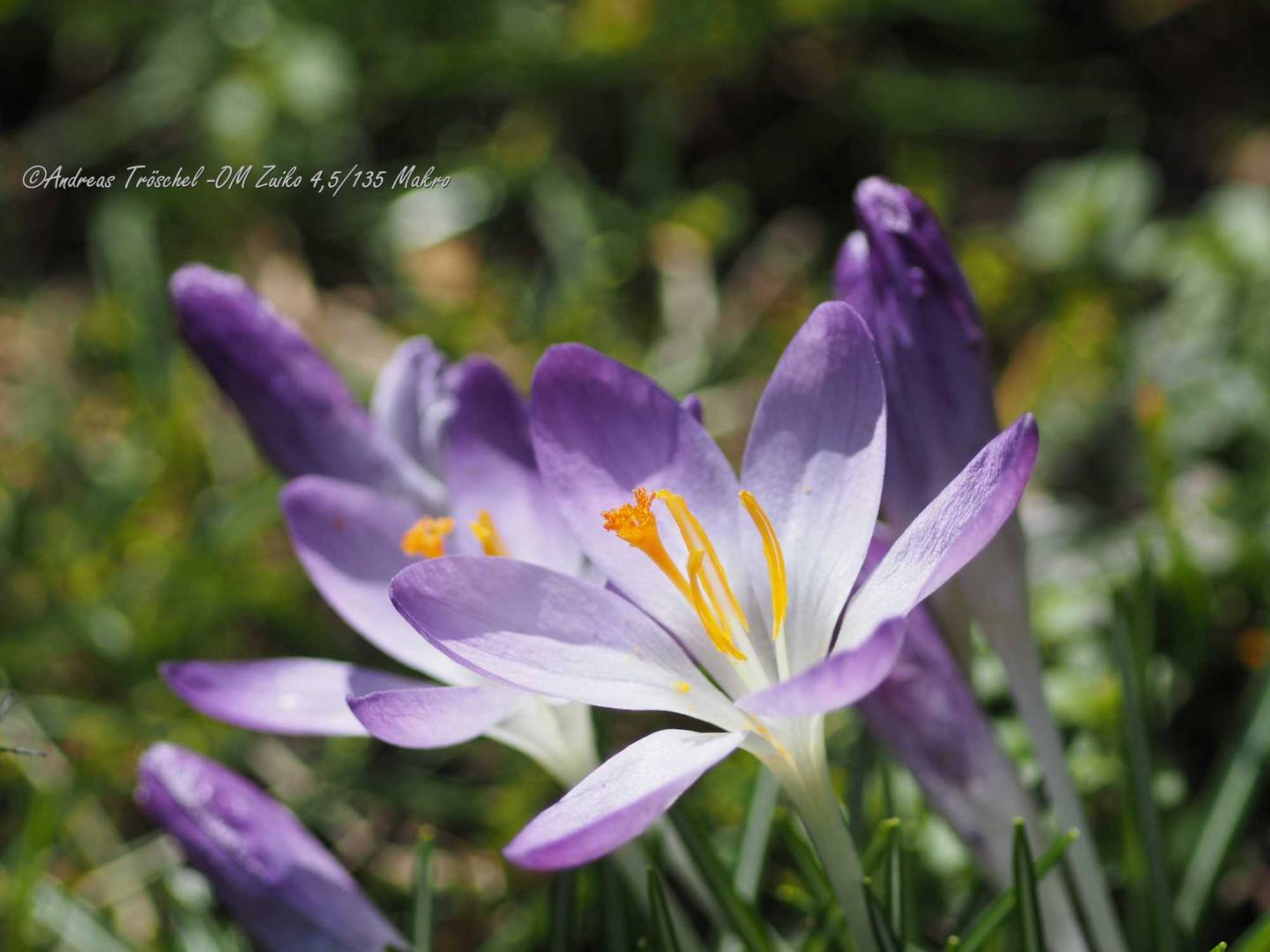 Frühlingsboten / Krokus