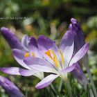 Frühlingsboten / Krokus