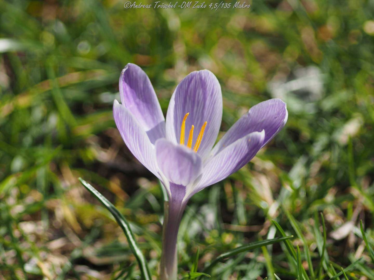 Frühlingsboten / Krokus