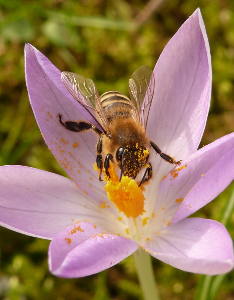 Frühlingsboten Krokus mit Biene