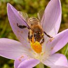 Frühlingsboten Krokus mit Biene