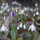 Frühlingsboten: Krokus und Schneeglöckchen