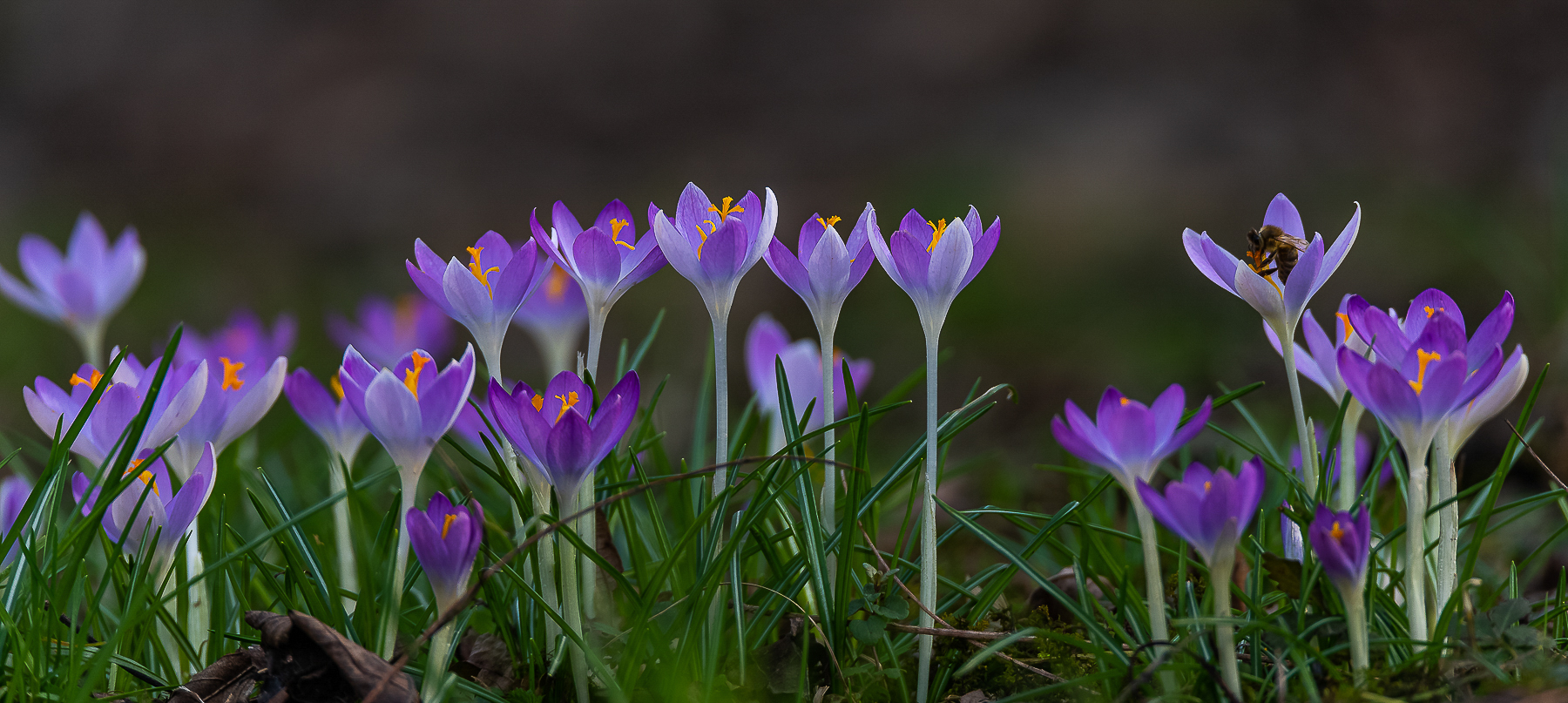 Frühlingsboten ... (Krokusse)