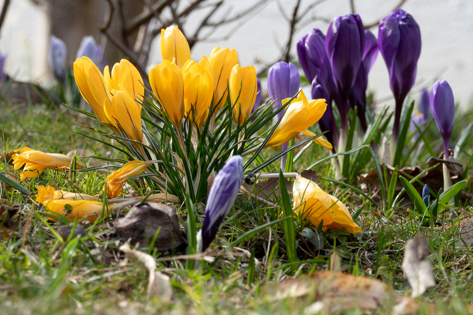 Frühlingsboten: Krokusse lila und gelb
