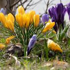 Frühlingsboten: Krokusse lila und gelb