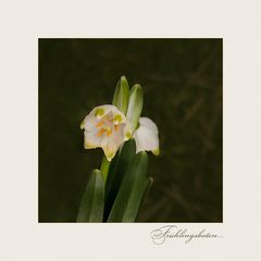 Frühlingsboten - Leucojum vernum...