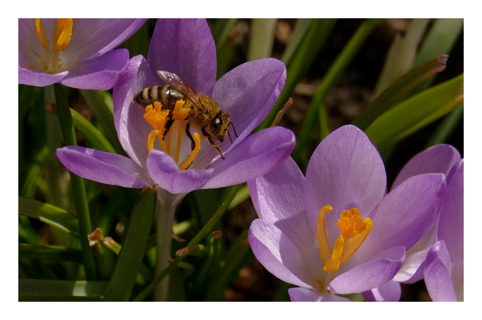 Frühlingsboten mit Bienchen