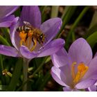 Frühlingsboten mit Bienchen