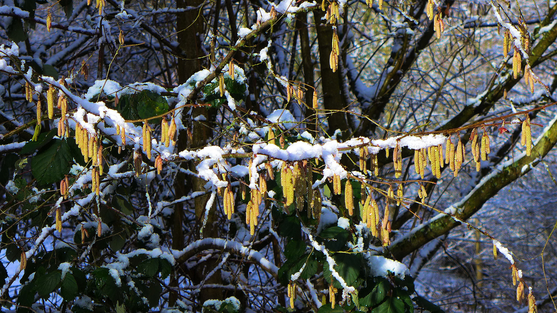 Frühlingsboten mit Schnee