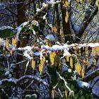 Frühlingsboten mit Schnee