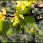 Frühlingsboten, noch zart und verletzlich