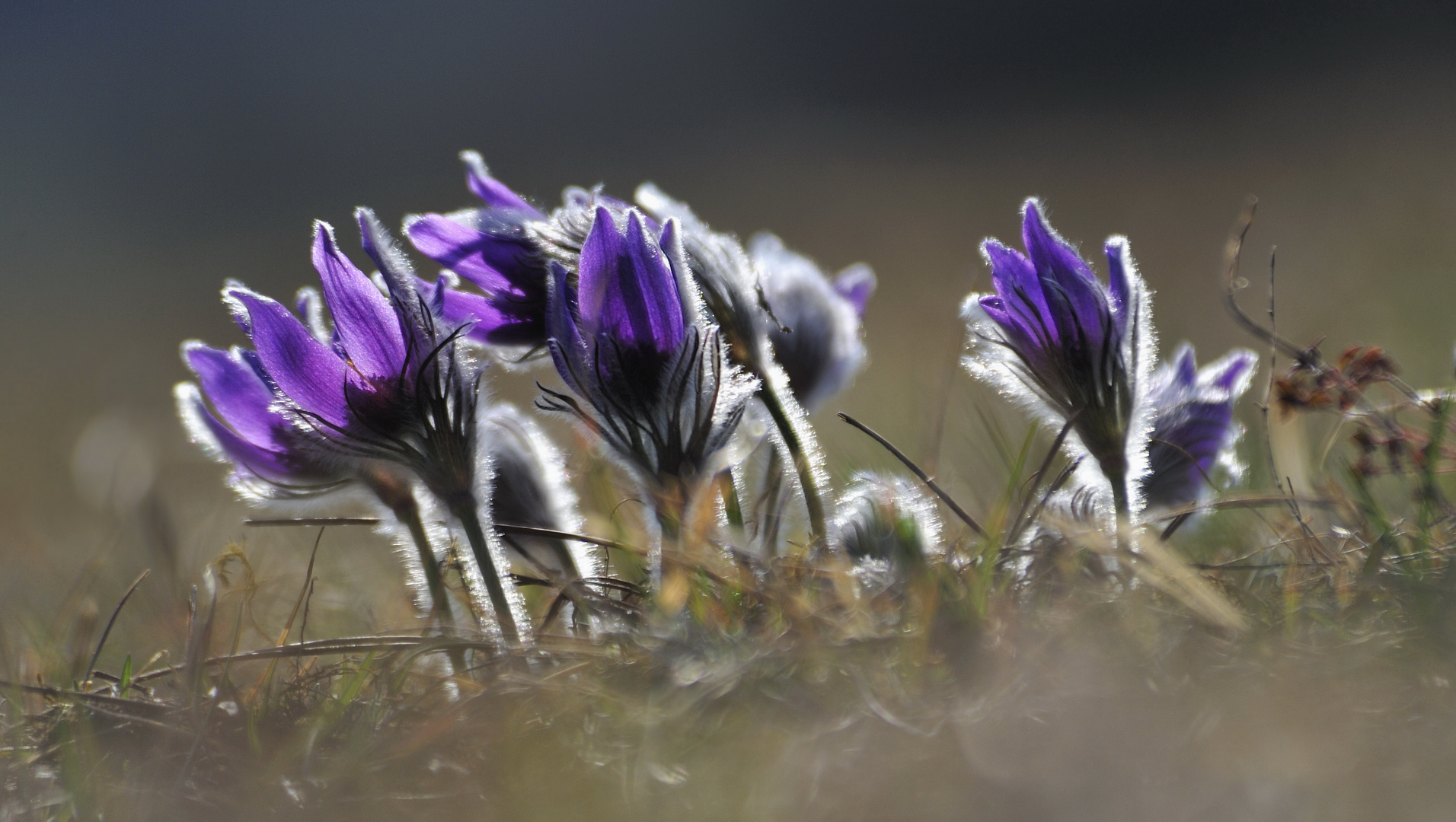 Frühlingsboten - Pulsatilla