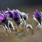 Frühlingsboten - Pulsatilla