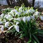 Frühlingsboten - sehnsüchtig erwartet