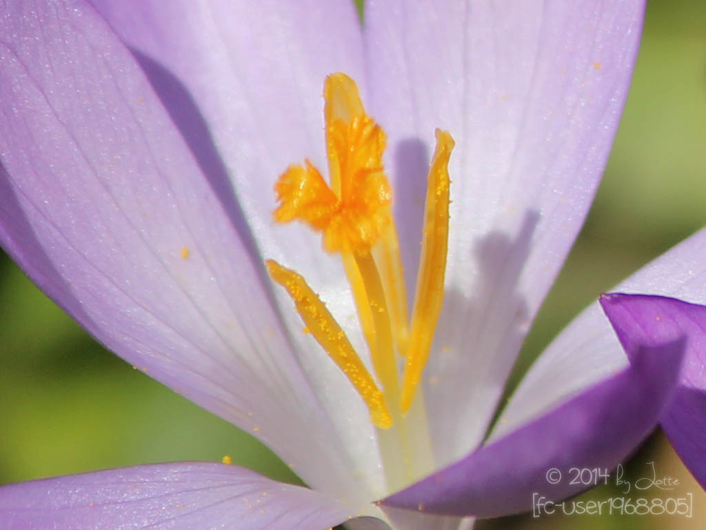 Frühlingsboten und erste Sonnenstrahlen