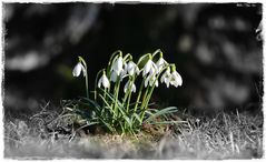 Frühlingsboten vom Westerwald