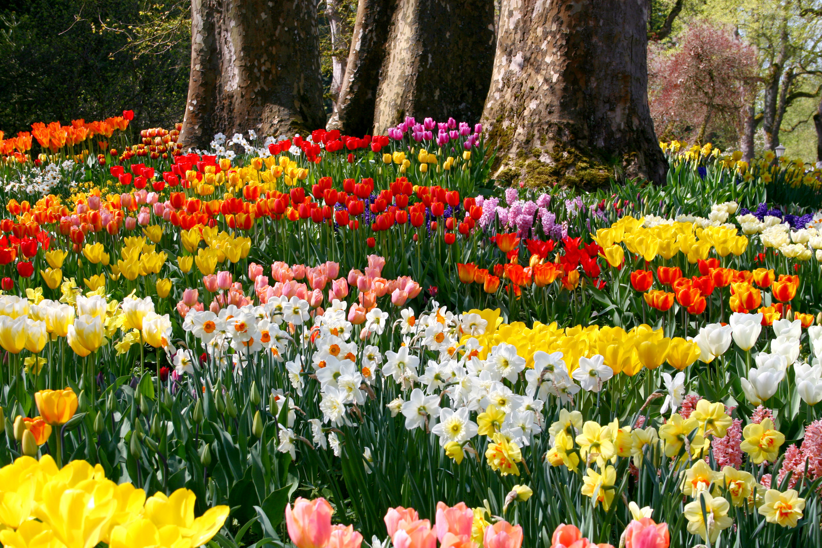 Frühlingsboten von der Mainau