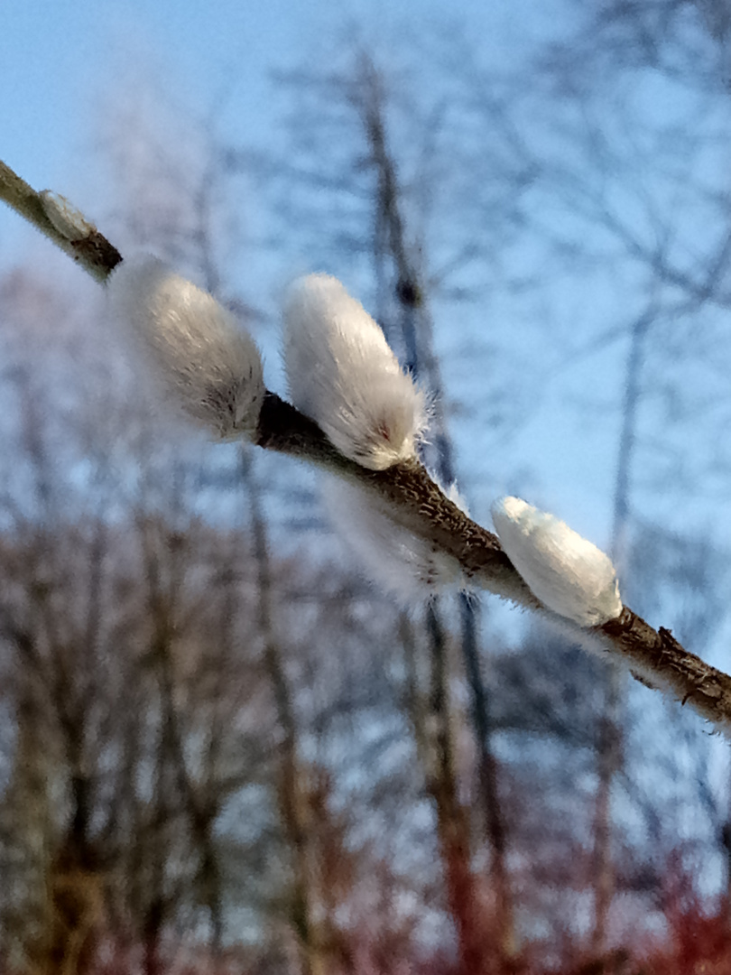 frühlingsboten vor blauem himmel