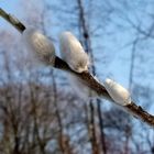 frühlingsboten vor blauem himmel