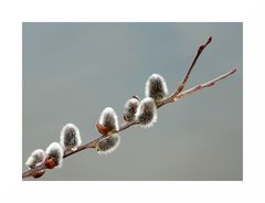 Frühlingsboten - Weidenkätzchen