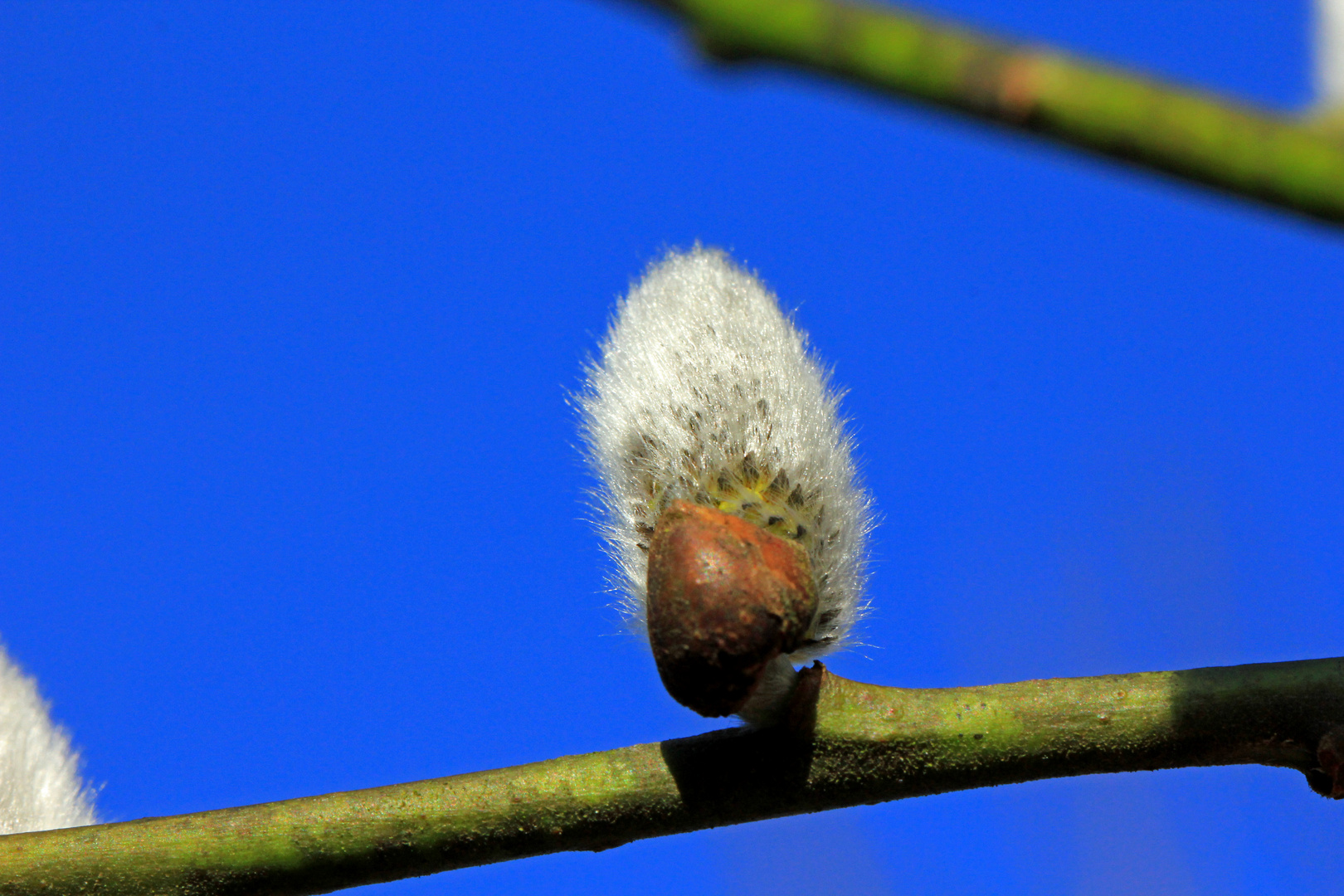 Frühlingsboten (Weidenkatze)