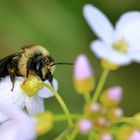 Frühlingsboten - Wildbiene und Wiesen-Schaumkraut