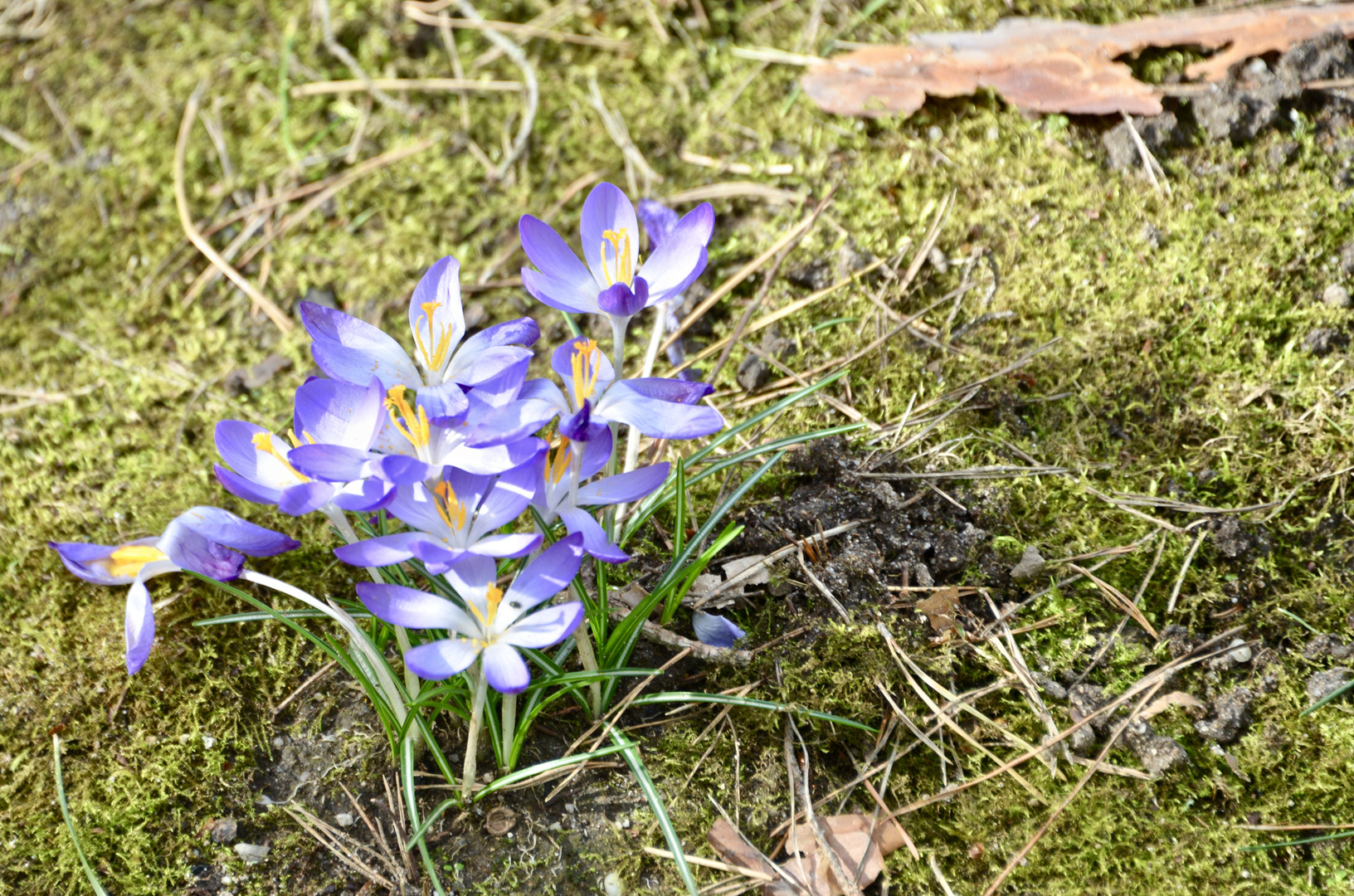 "Frühlingsboten - zu früh!"