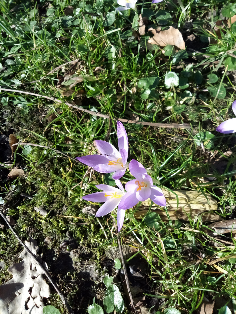 frühlingsboten zum dritten-hérauts du printemps pour la troisième fois