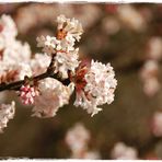 frühlingsboten zum frühlingsanfang