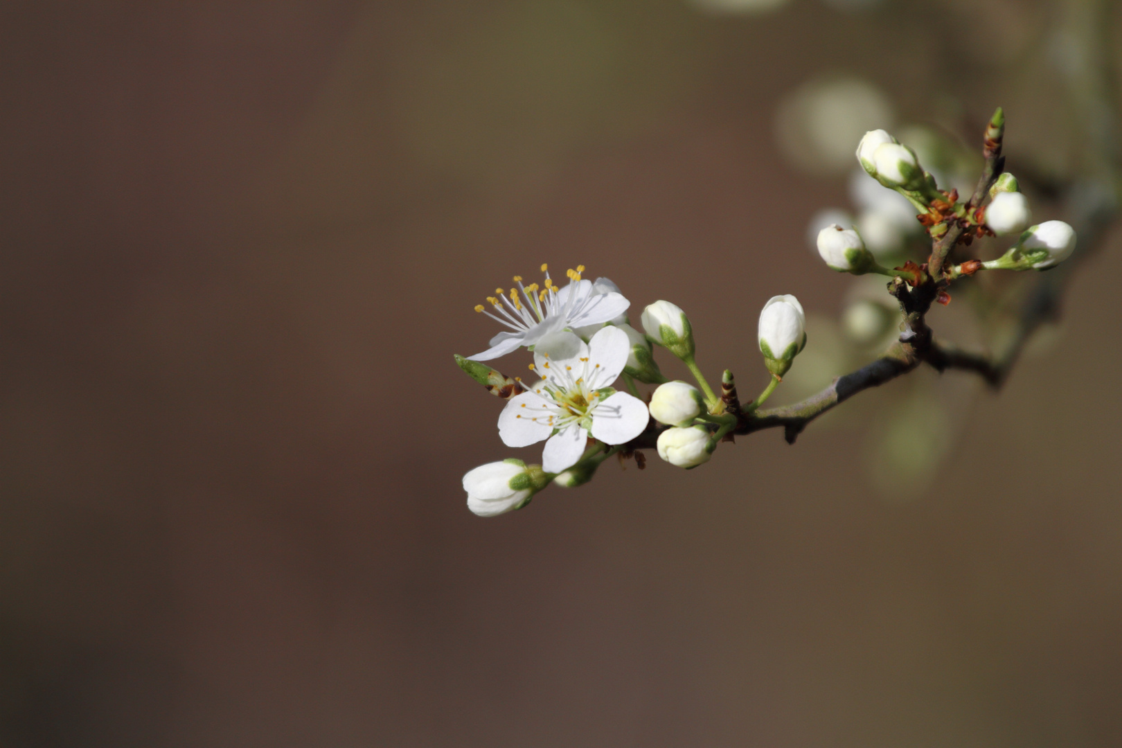 Frühlingsboten zwei