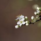 Frühlingsboten zwei