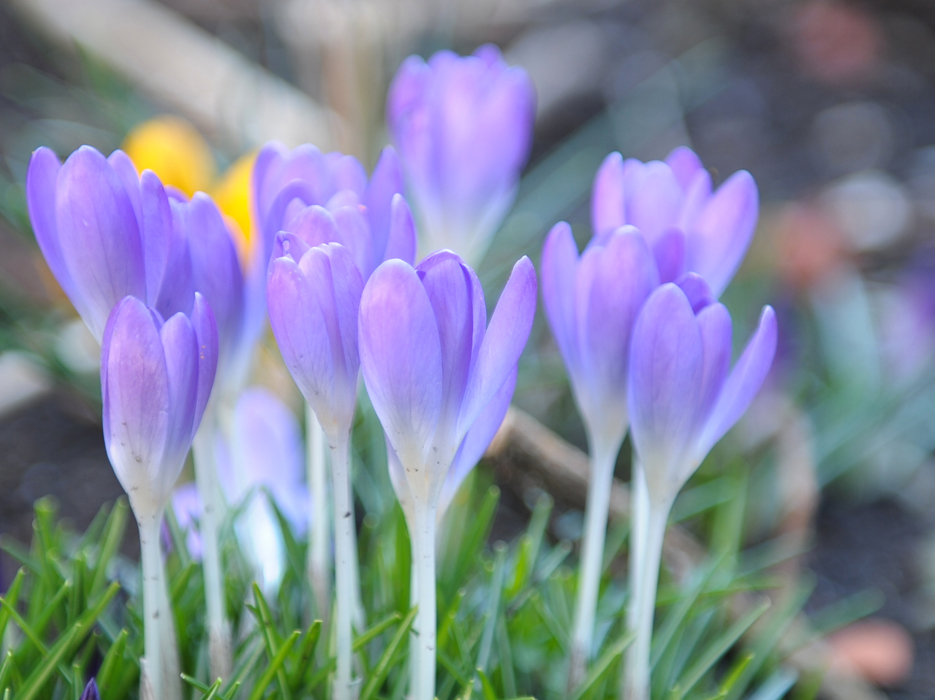 Frühlingsbouquet