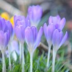 Frühlingsbouquet