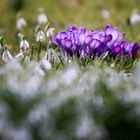 Frühlingsbouquet