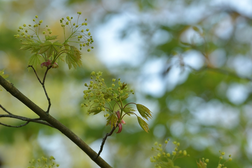 Frühlingsbringer: Ahorn – Blüten – Licht