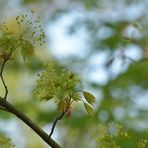 Frühlingsbringer: Ahorn – Blüten – Licht