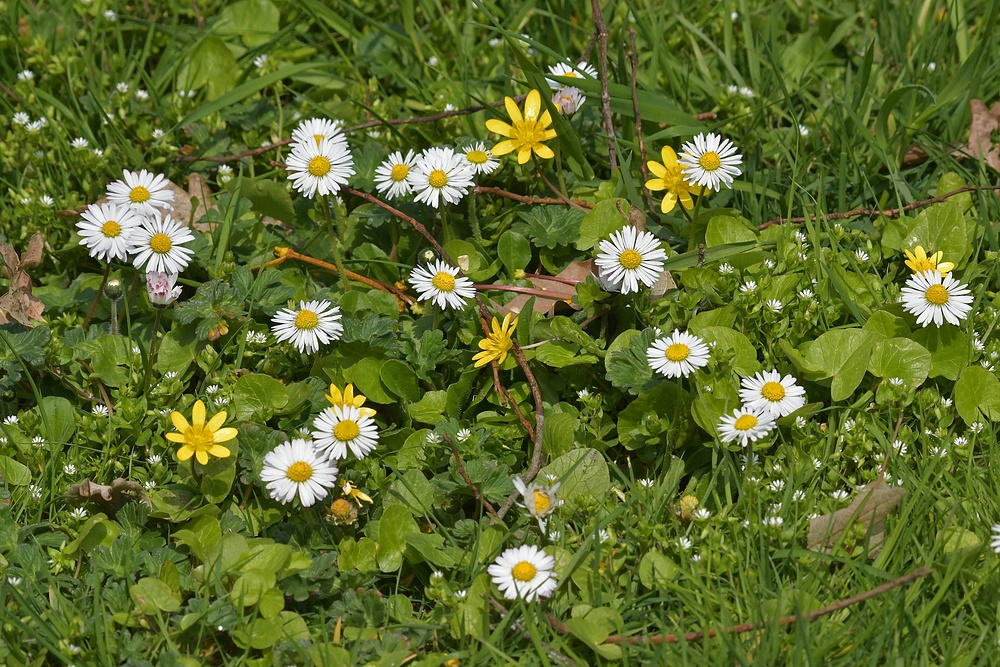 Frühlingsbringer: Gänseblümchen, Scharbockskraut und Vogelmiere