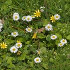 Frühlingsbringer: Gänseblümchen, Scharbockskraut und Vogelmiere