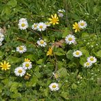 Frühlingsbringer: Gänseblümchen, Scharbockskraut und Vogelmiere