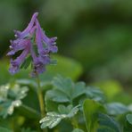 Frühlingsbringer: Hohler Lerchensporn