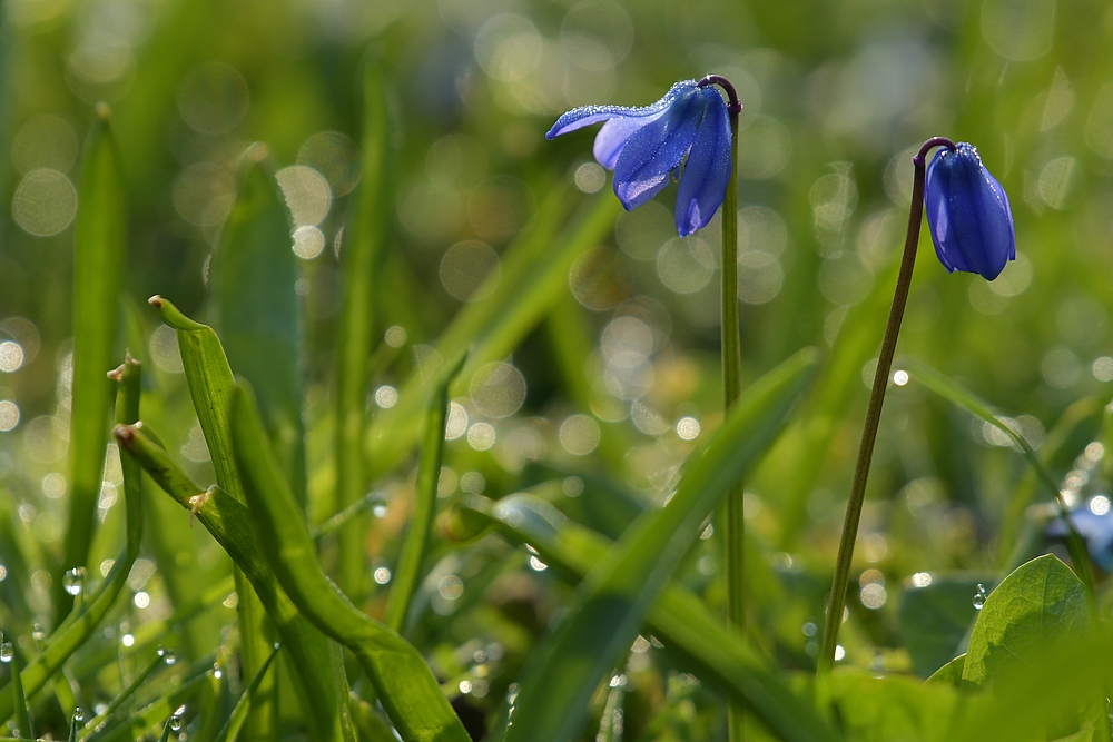 Frühlingsbringer: Zweiblättriger Blaustern