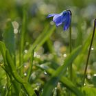 Frühlingsbringer: Zweiblättriger Blaustern