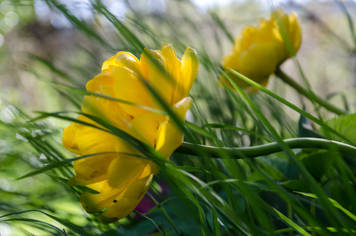 Frühlingsbrise