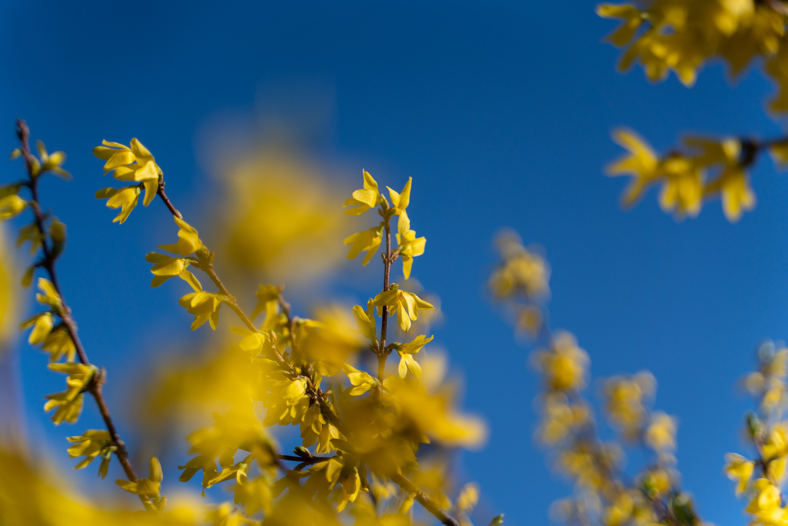 Frühlingsbüten