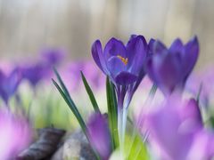 Frühlingsbunt.....